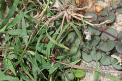Andrographis serpyllifolia